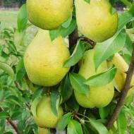 Саженец Груша колоновидная Санреми